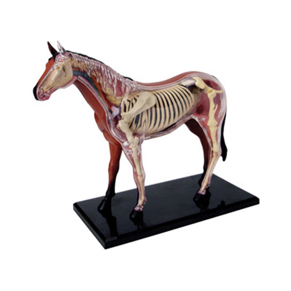 Dierlijke Orgel Anatomie Model - Science Toys recensie en prijs